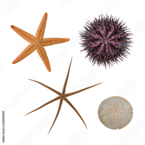 Echinoderm group including starfish sea urchin and sand dollar specimens
