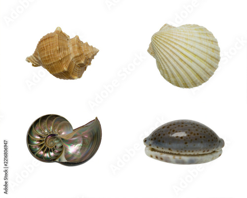 Spiral and bivalve seashells arranged as separate isolated samples