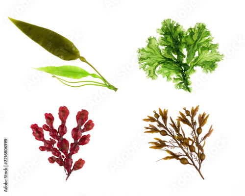 Assorted seaweed fronds displayed individually against a clean white backdrop
