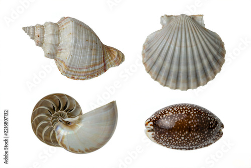 Four different types of seashells presented as individual 3d assets