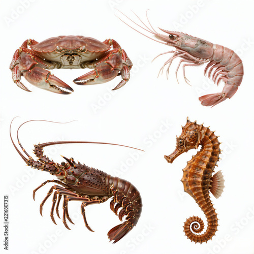 Marine crustaceans and seahorse arranged as individual isolated specimens