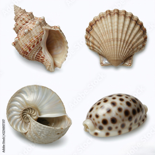 Diverse collection of spiral and flat seashells on white background