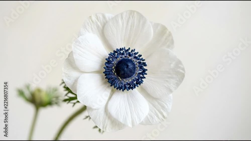 A white flower blooms with a blue center. It stands in a garden setting. The petals are broad and flat. The flower is well lit and shows clear