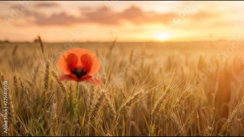 A poppy flower stands alone in a wheat field during sunset. The sun sets in the background, casting warm light across the scene