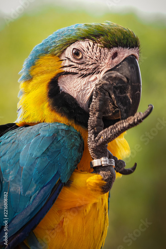 A close-up photograph capturing the head and upper chest of a vibrant Blue-and-yellow Macaw, looking to the side, 06 October 2026 Indonesia