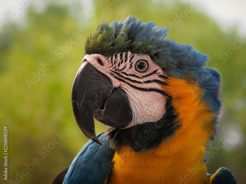 A close-up photograph capturing the head and upper chest of a vibrant Blue-and-yellow Macaw, looking to the side, 06 October 2026 Indonesia