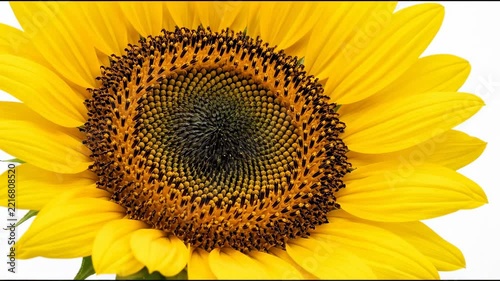 Sunflowers stand tall in a garden during summer. The vibrant yellow petals stretch outwards, showing a center filled with small seeds. The sunny sky