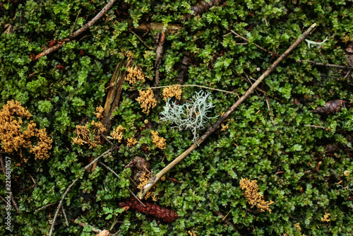 Lush green moss and lichen on the forest floor