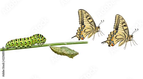 Fotografie Butterfly life cycle: green caterpillar, chrysalis, and isolated on transparent