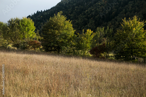 Golden meadow and forested mountain landscape in autumn