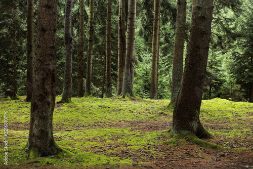 Coniferous forest with moss-covered ground