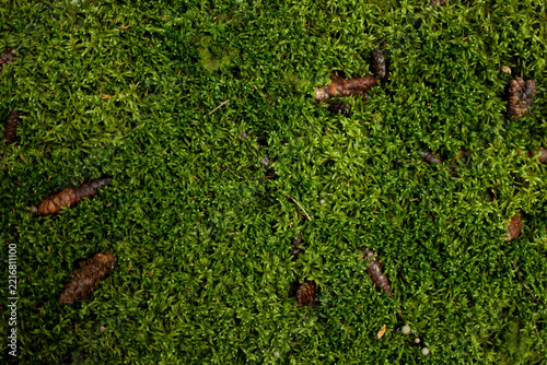 Green moss covered forest floor with pine cones