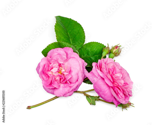 Tea rose flower isolated on white background, contour