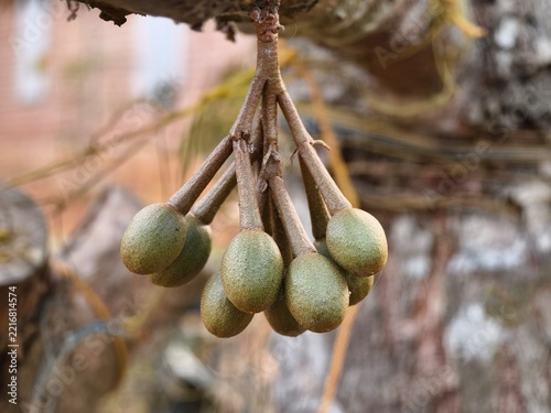 Durian flowers before they bloom are round