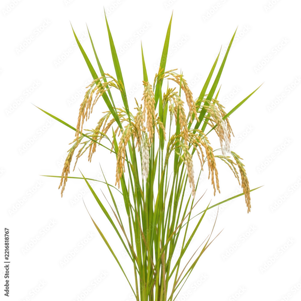 Fototapeta premium Fresh green rice plant with golden grains