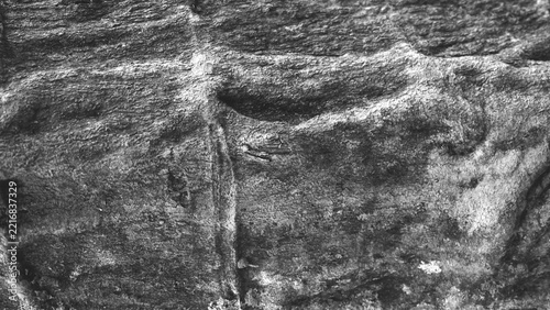 Dark black and white bark with pronounced horizontal ridges, natural cracks and rugged relief, creating a dramatic weathered texture background.