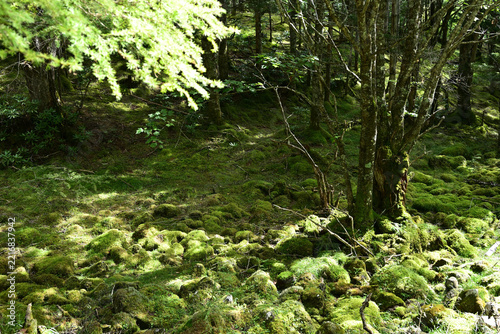 Climbing Mt. Io-dake and Mt. Yoko-dake, Yatsugatake, Nagano, Yamanashi, Japan