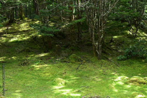 Climbing Mt. Io-dake and Mt. Yoko-dake, Yatsugatake, Nagano, Yamanashi, Japan