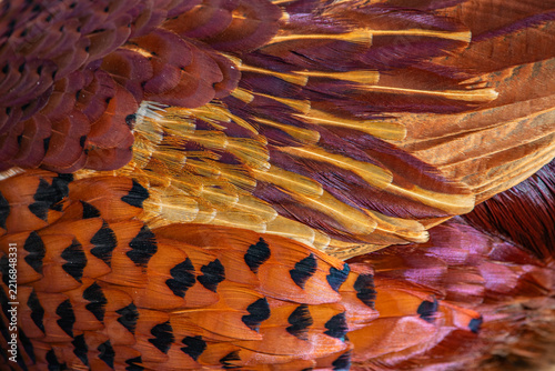 Detail of colourful pheasant feathers