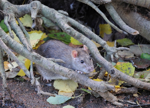 A wild rat is sitting between the tree roots on the fallen yellow leaves