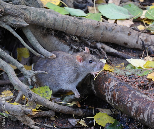 A wild rat is making its way between the roots among the fallen yellow leaves