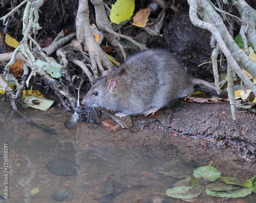 A wild rat is sitting on the wet soil near the water, under the roots of a tree