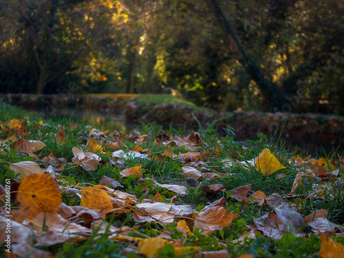 Scenic horizontal view of dry fall leaves scattered on forest floor with blurred trees background