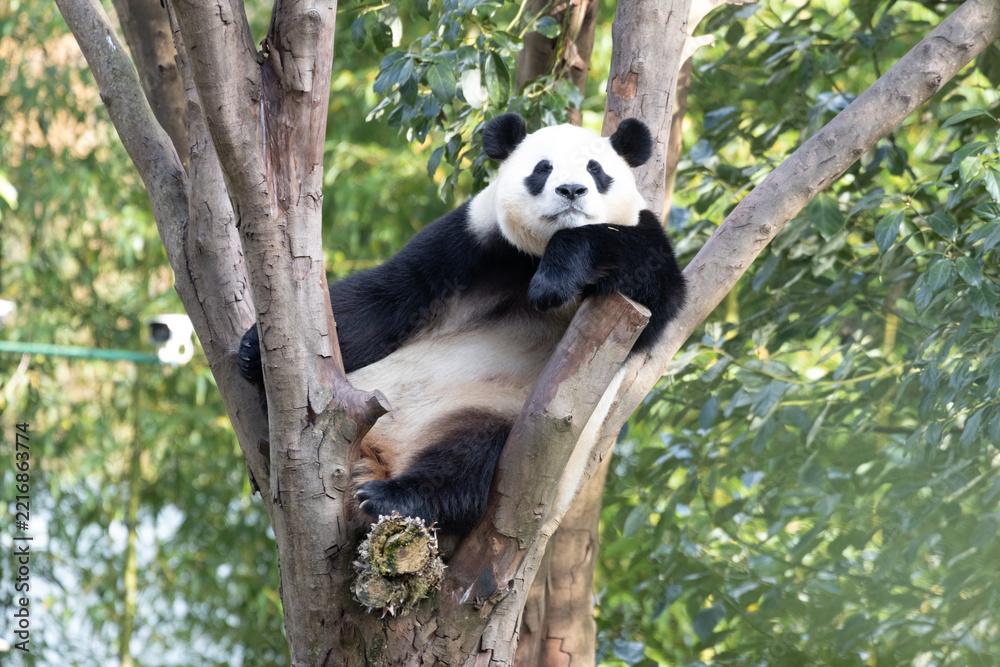 Fototapeta premium Cute Panda Returned from South Korean, Fu Bao, Relaxing on a Tree Branch