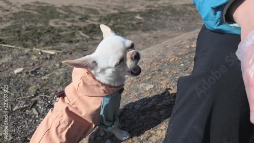White chihuahua in a peach and mint raincoat sitting outdoors on a sandy beach. Person nearby, sunny day, pet care, dog walking.