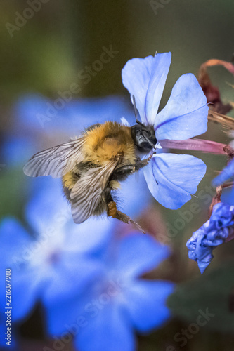 Bumblebee Bombus Pascuorum