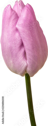 Pink tulip isolated on a transparent background