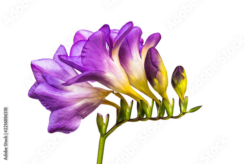 Purple freesia isolated in a transparent background