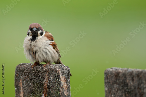 adult tree sparrow (passer montanus) perching on wooden fence, found in Hortobagy Nationalpark in Hungary