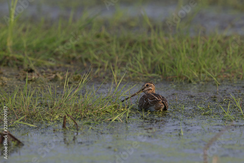 common snipe (gallinago gallinago) resting in wet grassland, found in Havelland in Brandenburg, Germany