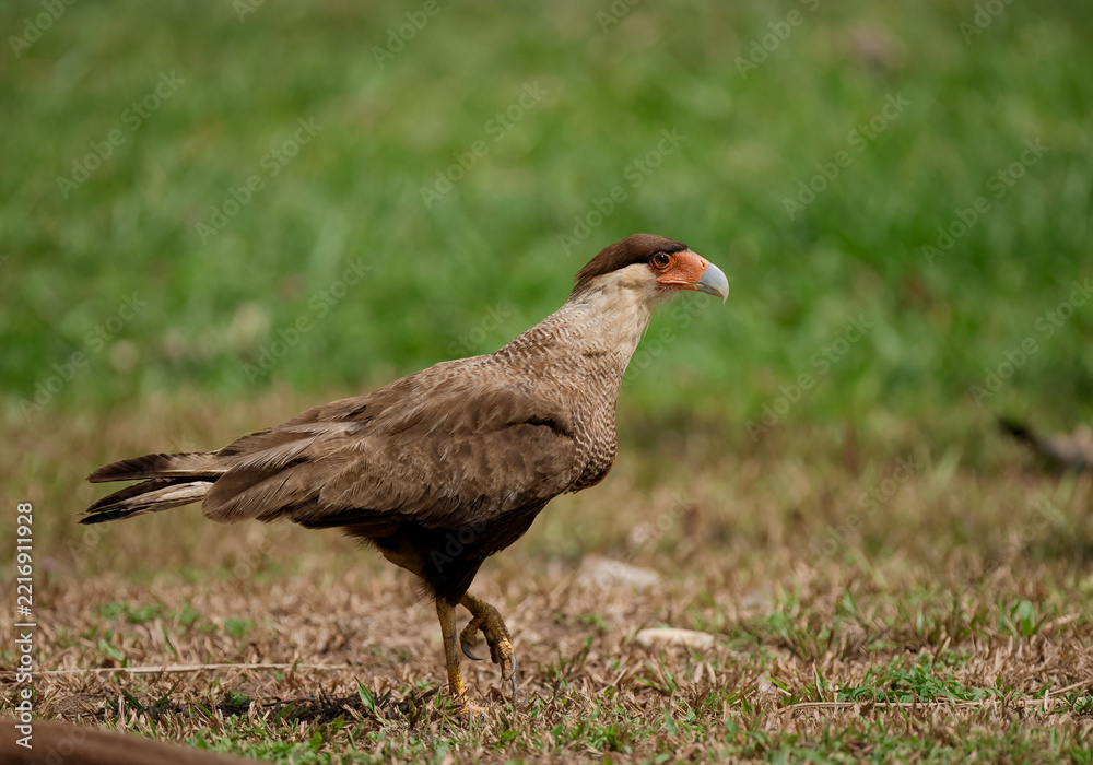 Fototapeta premium Southern crested cara cara bird walking on the ground