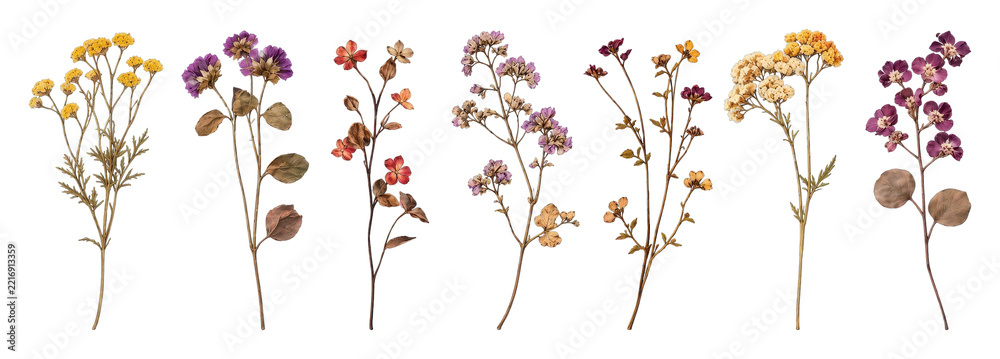 Fototapeta premium Vintage botanical illustration of colorful dried wildflower stems