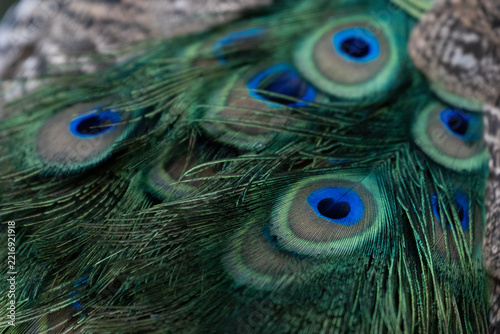 Close-Up Macro Shot of Vibrant Peacock Feathers