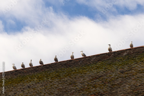A line of Herring gulls (Larus argentatus) perched on a tiled roof in south East England, UK, against a blue sky with white fluffy clouds