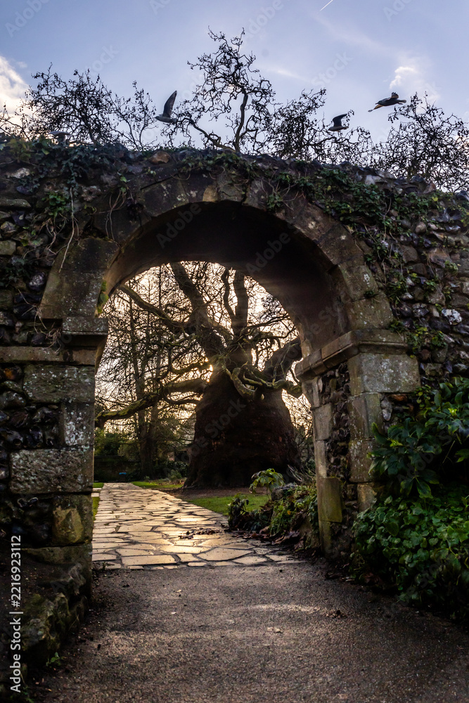 Fototapeta premium Looking through a medieval stone folly arch, framing an ancient majestic Baobab Oriental Plane tree in the West Gate Gardens, Canterbury, Kent, UK.