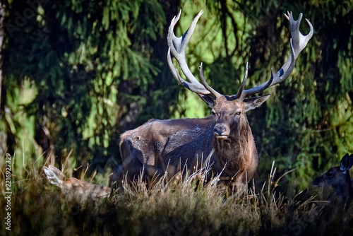 Rothirsch ( Cervus elaphus ).