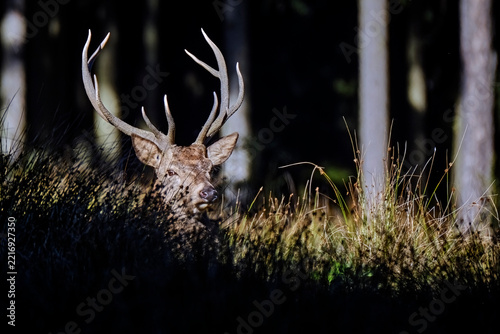 Rothirsch ( Cervus elaphus ).