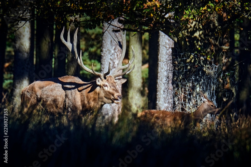 Rothirsch ( Cervus elaphus ).