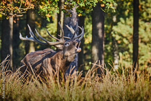 Rothirsch ( Cervus elaphus ).