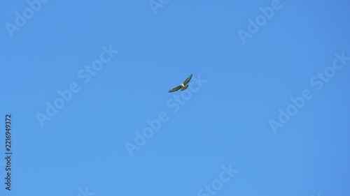 Hawk flying in the sky with wings fully spread, soaring through the air in natural flight. Wildlife footage of a bird of prey in the open sky.