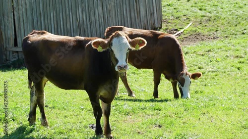 Two cows grazing on a green pasture in the countryside. Cattle feeding on grass in an open rural field.