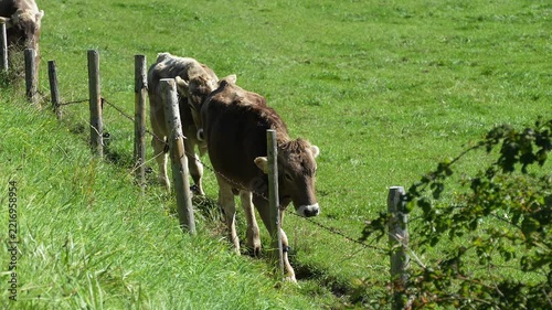 Cows walking in a row along a fence on a pasture. Herd of cattle moving through a rural grassland landscape.