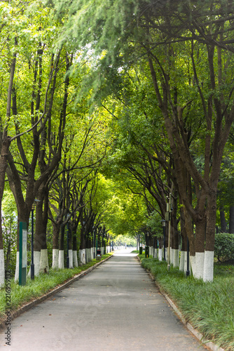 Tree-Lined Park Path Under Green Canopy