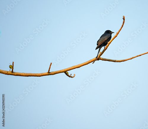 Wild Black Bird Perched on Tree Branch Stock Photograph
