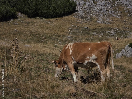 Cows on the meadow at the mountains on a sunny day