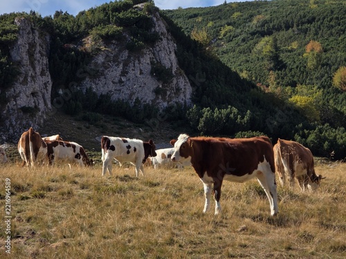 Cows on the meadow at the mountains on a sunny day